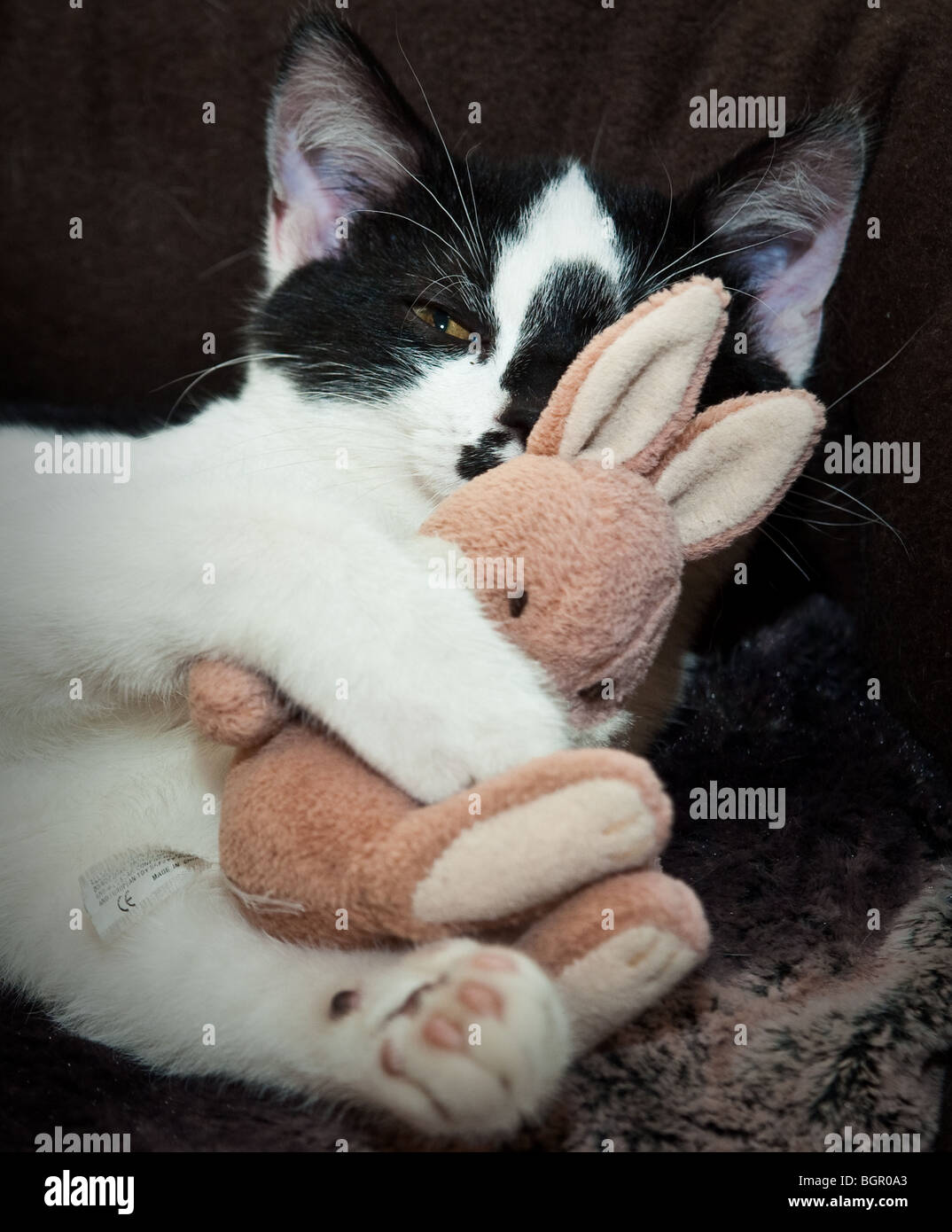 Asleep black bunny cat kitten sleeping sleepy hi-res stock photography and  images - Alamy