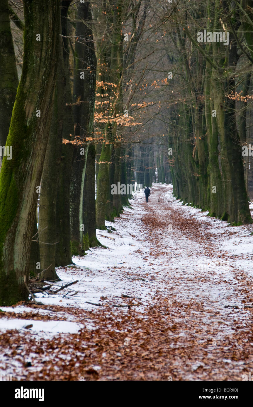 A man walking his dog along a snow covered path in woods in the Netherlands Stock Photo