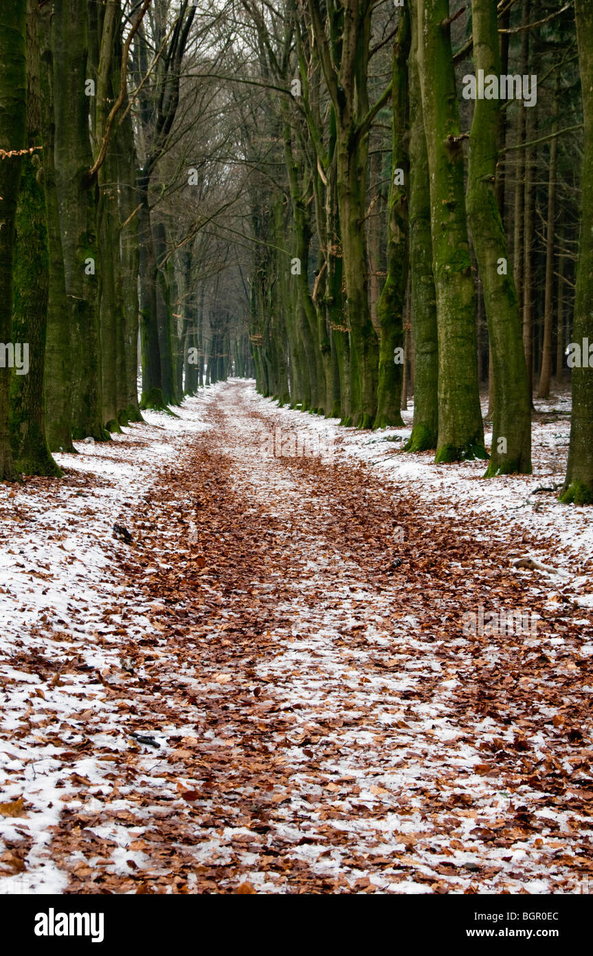 A path covered in snow and leaves in woods in the Netherlands Stock Photo