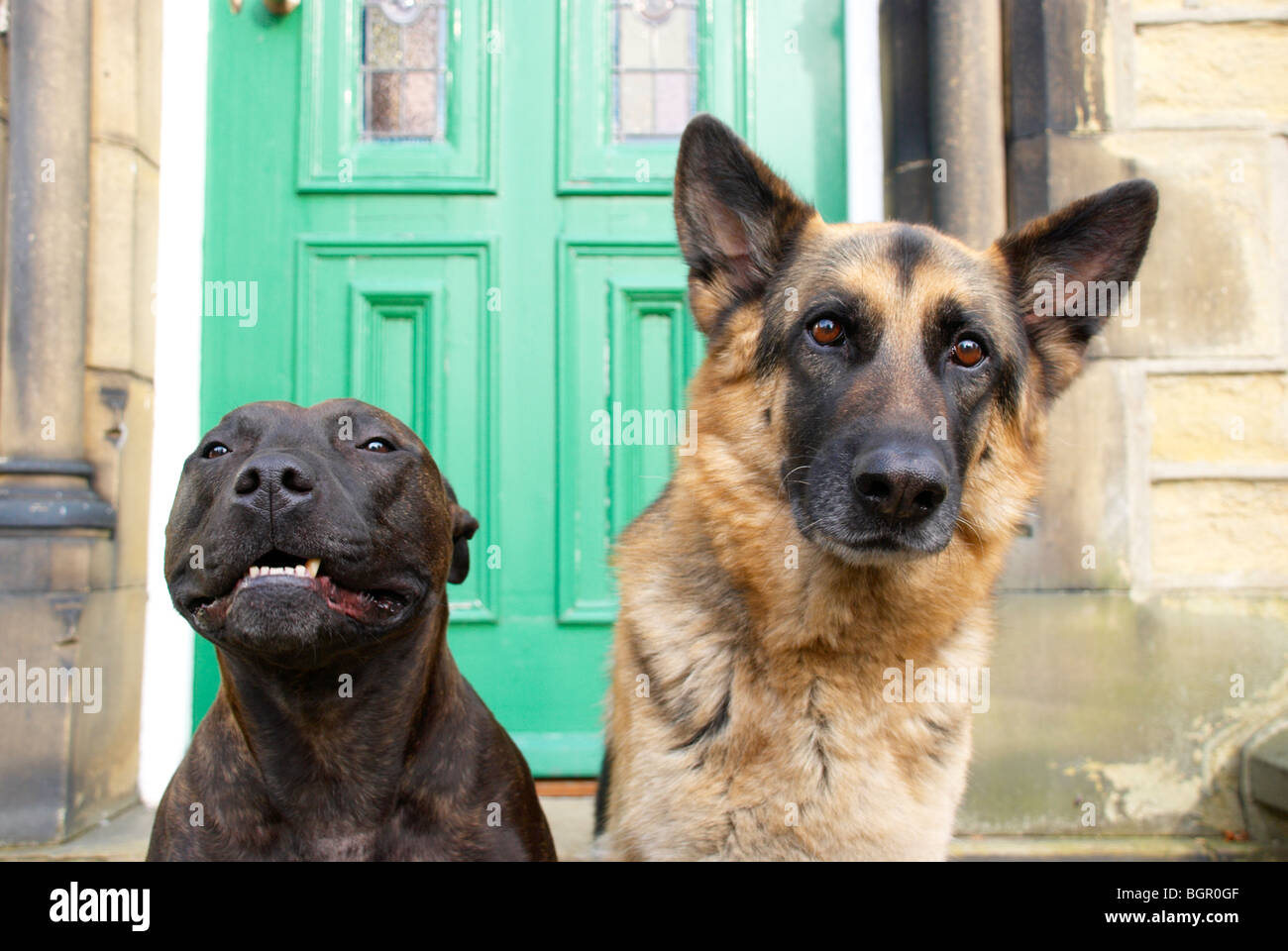 Alsatian Staffordshire Bull Terrier High Resolution Stock Photography And Images Alamy