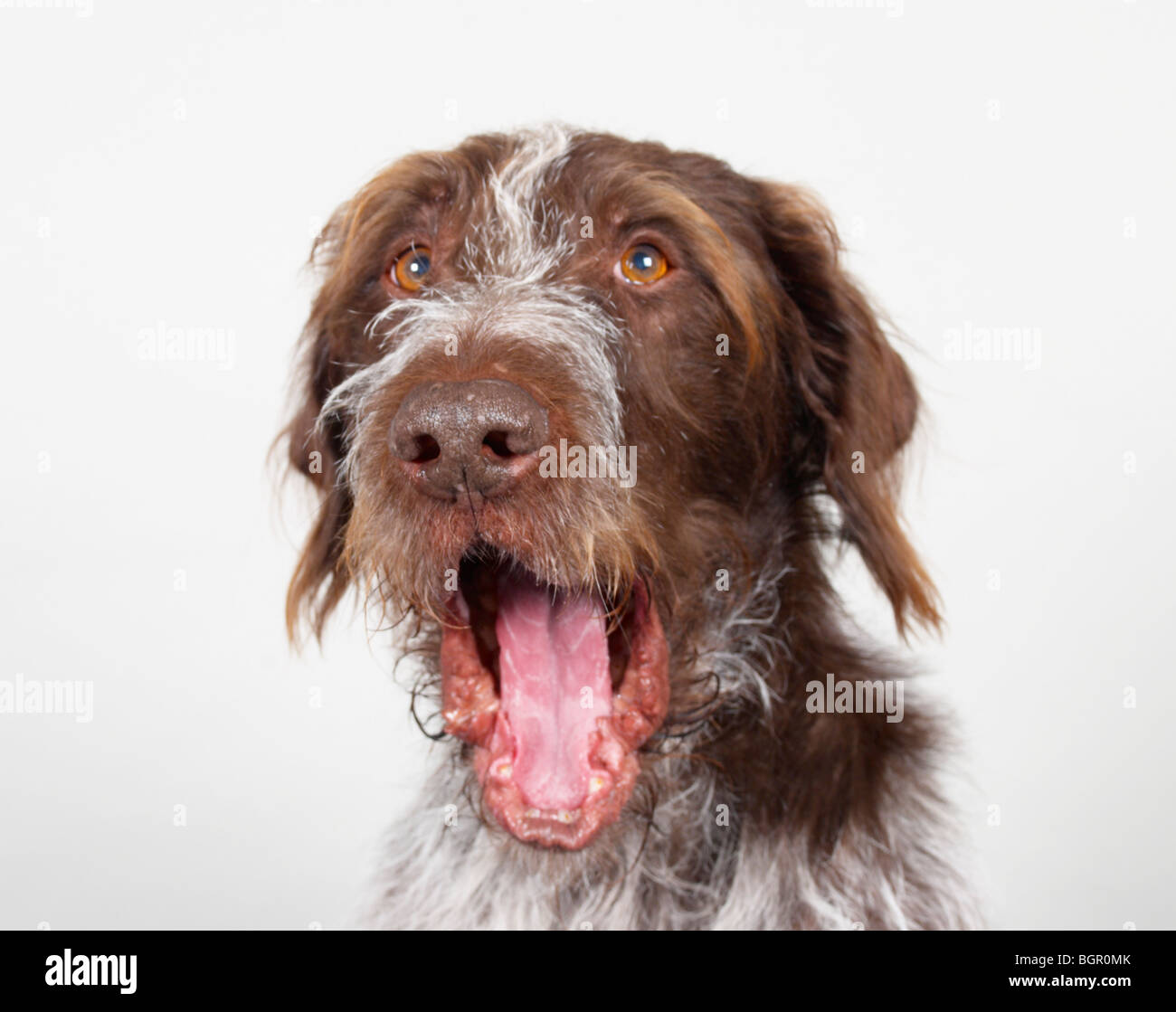 Dilbert the German Wirehaired Pointer Stock Photo