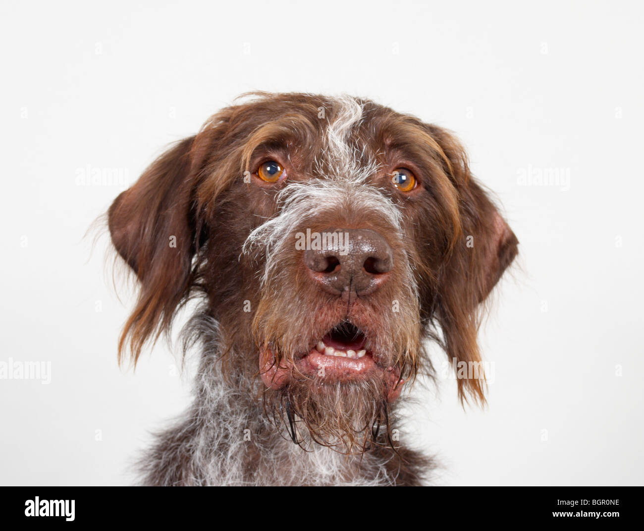 Dilbert the German Wirehaired Pointer Stock Photo
