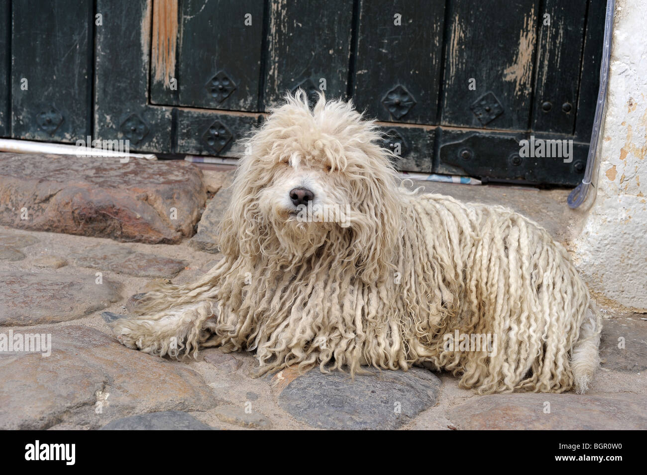 Shaggy white dog. Colombia, South America Stock Photo - Alamy