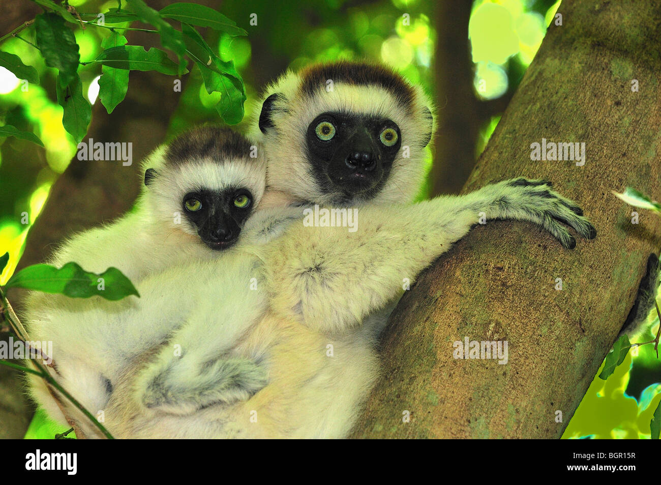 Verreaux's Sifaka (Propithecus verreauxi), female with young, Berenty Private Reserve, Madagascar Stock Photo