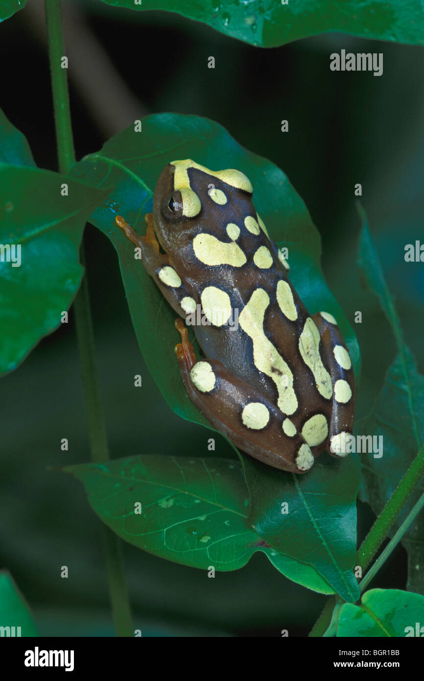 Argus or African Reed Frog (Hyperolius argus), adult resting, Mombasa