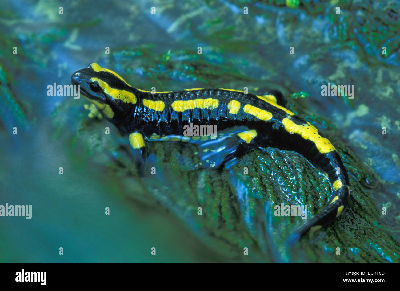 Fire Salamander (Salamandra salamandra terrestris), adult at rivers edge, Switzerland Stock Photo