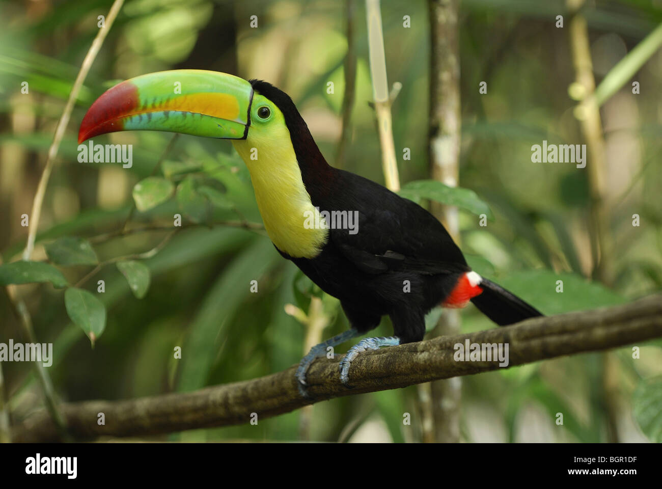 when do toucans mature Porn pose y
