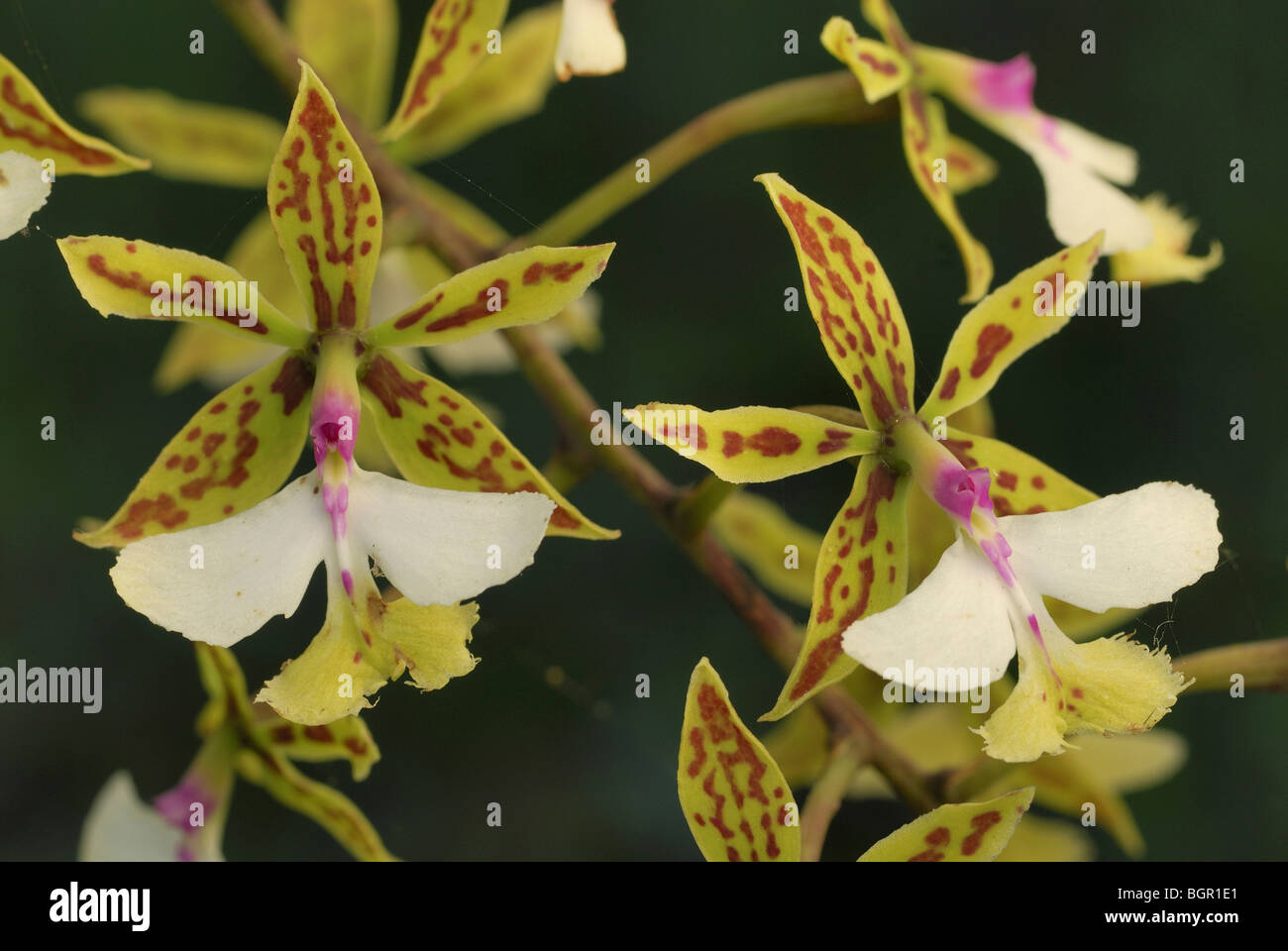 Orchid flowers (Epidendrum stamfordianum), blooming, Belize Stock Photo