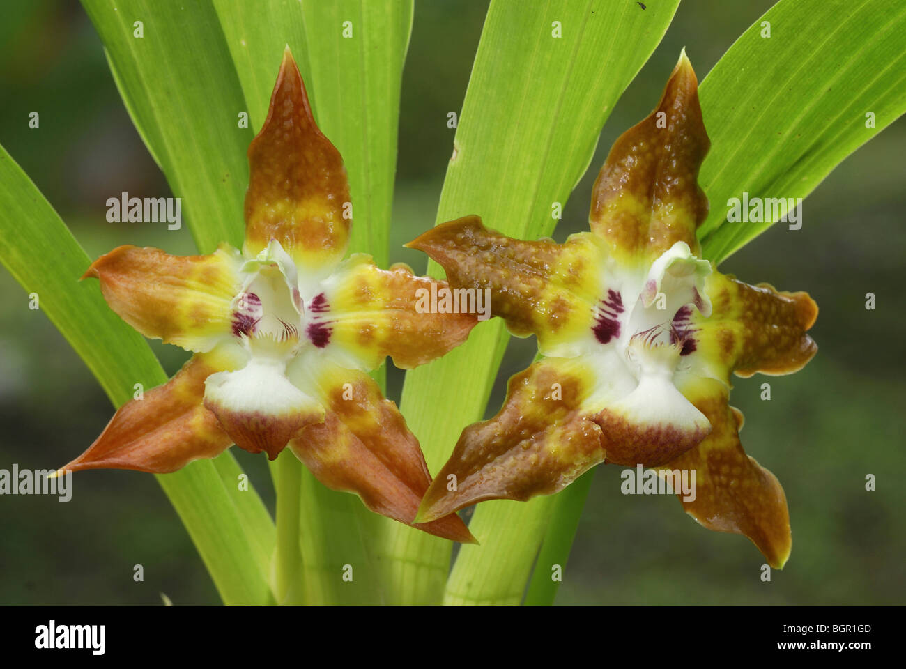 Orchid flowers (Maxillaria), blooming, Costa Rica  Stock Photo