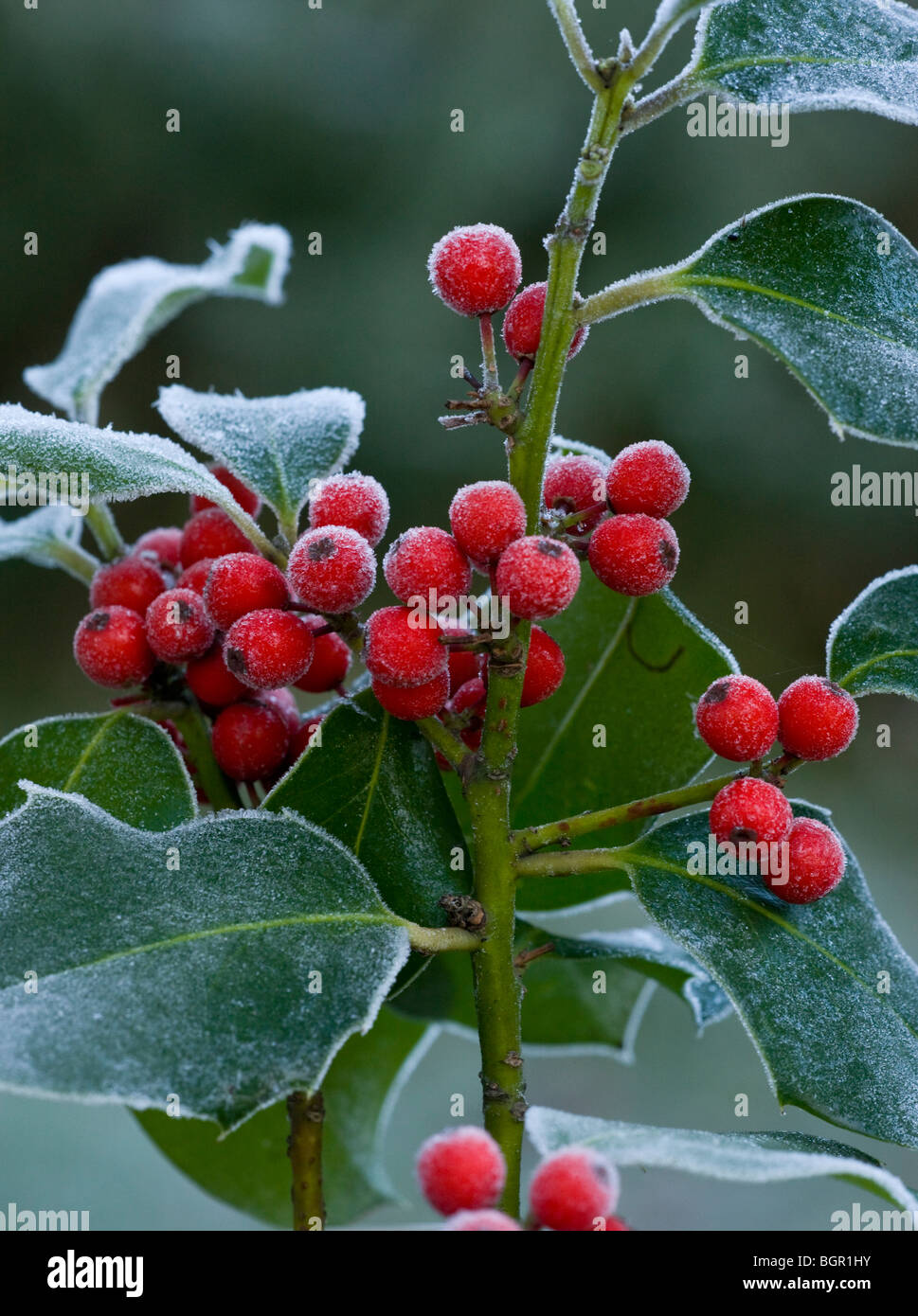 Holly berries Ilex aquifolium covered with hoar frost, midwinter, Dorset. Stock Photo