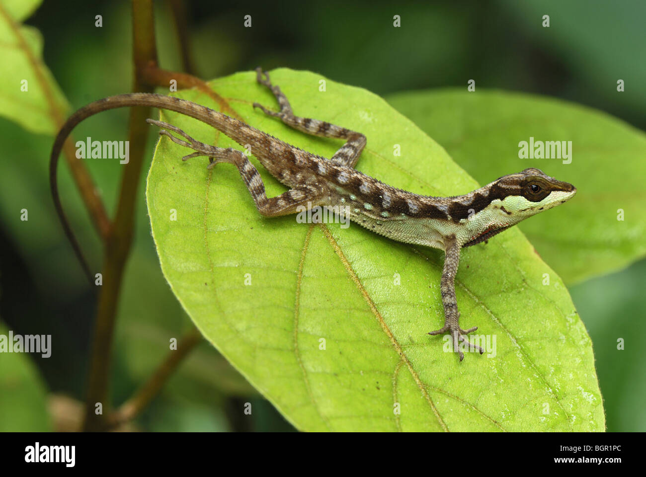 Anole Lizard (Anolis notopholis), adult on leaf, San Cipriano Reserve, Cauca, Colombia Stock Photo