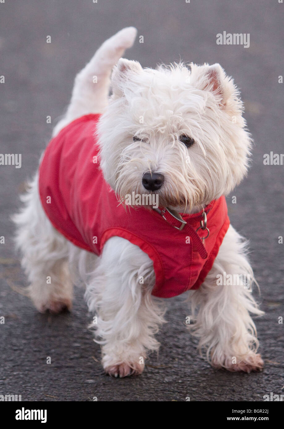 What Kind Of Coat Does A Westie Have
