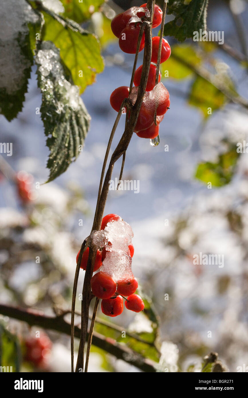 Snow melting on fruits of Woody Nightshade (Solanum dulcamara Stock
