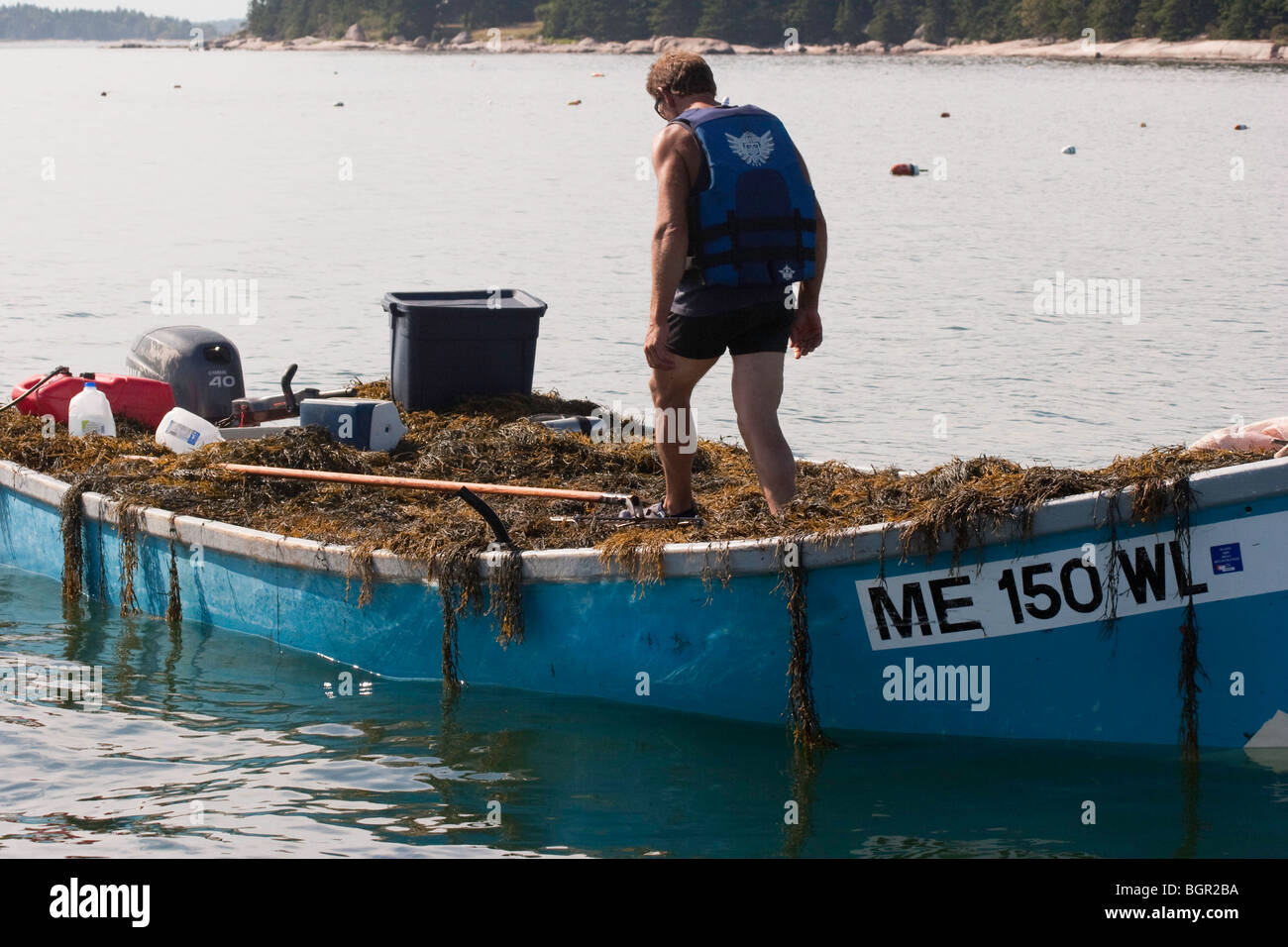 Man in a Seaweed Boat, Eastern Bay, Down East Maine Stock Photo