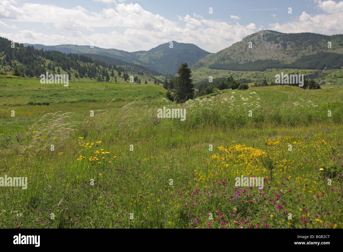 Rodopi (Rhodopi) Mountain, summer, Bulgaria, Europe Stock Photo