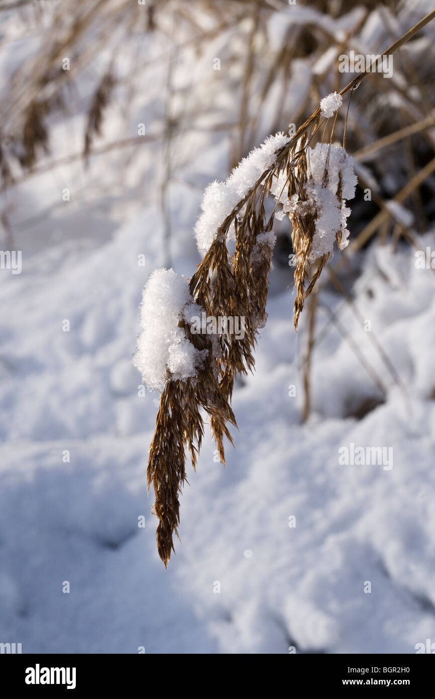 Common or 'Norfolk' Reed Phramites australis Panicles, or seed heads, over burdened with fallen snow. Stock Photo