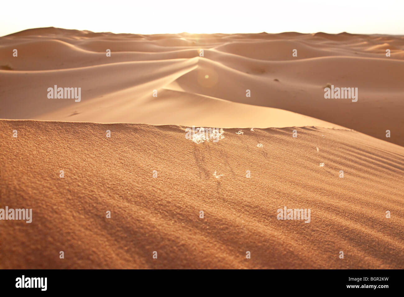hight desert dunes in the Sahara Stock Photo