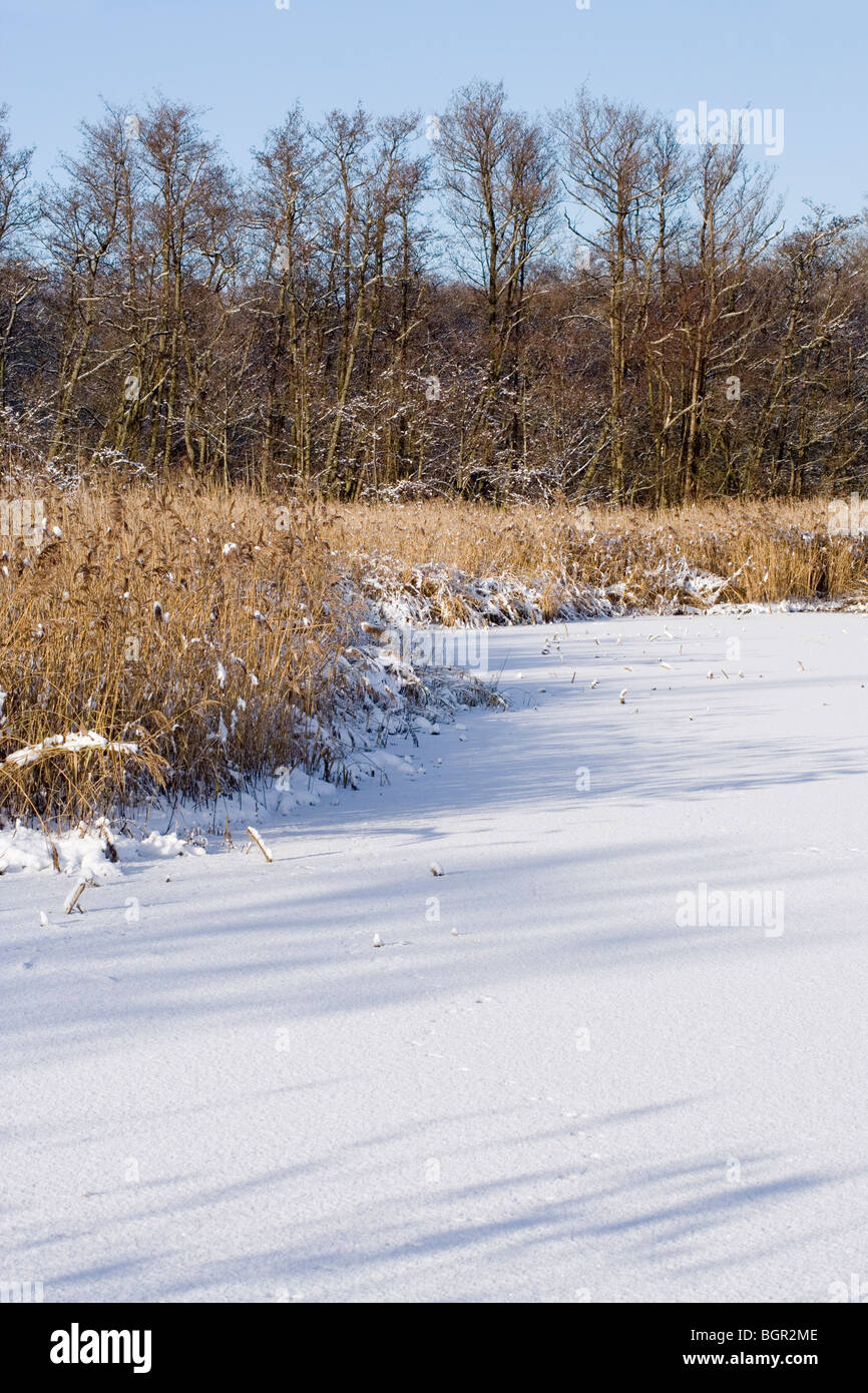 Calthorpe Broad, Norfolk Broads. Winter snow. 'Natural succession' of vegetation- open water , or ice, to mature woodland. Stock Photo