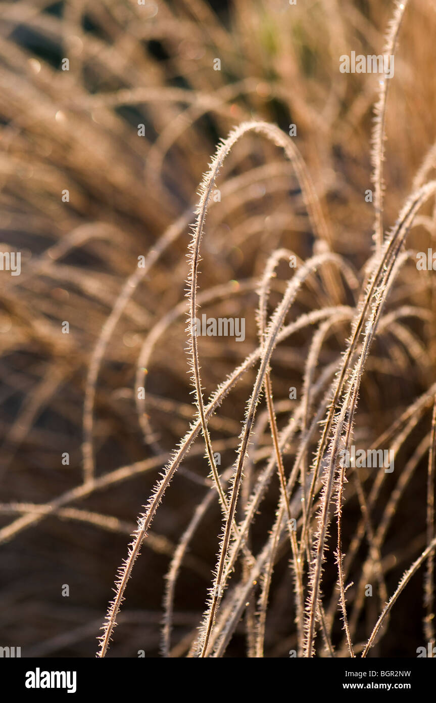 Close up of Carex flagellifera covered in frost Stock Photo