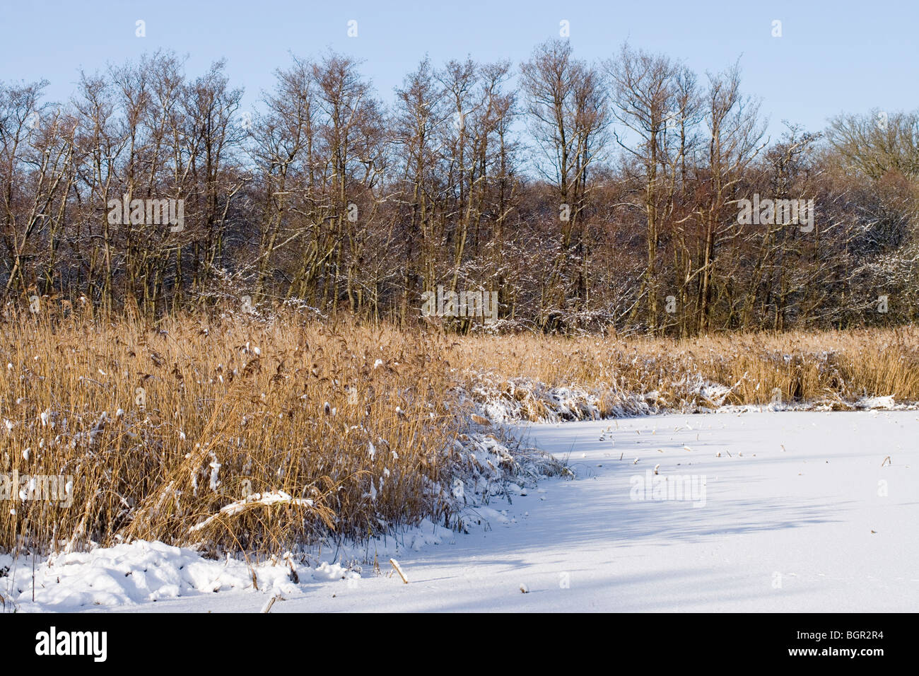Calthorpe Broad, Norfolk Broads. Winter snow. 'Natural succession' of vegetation- open water , or ice, to woodland. Stock Photo