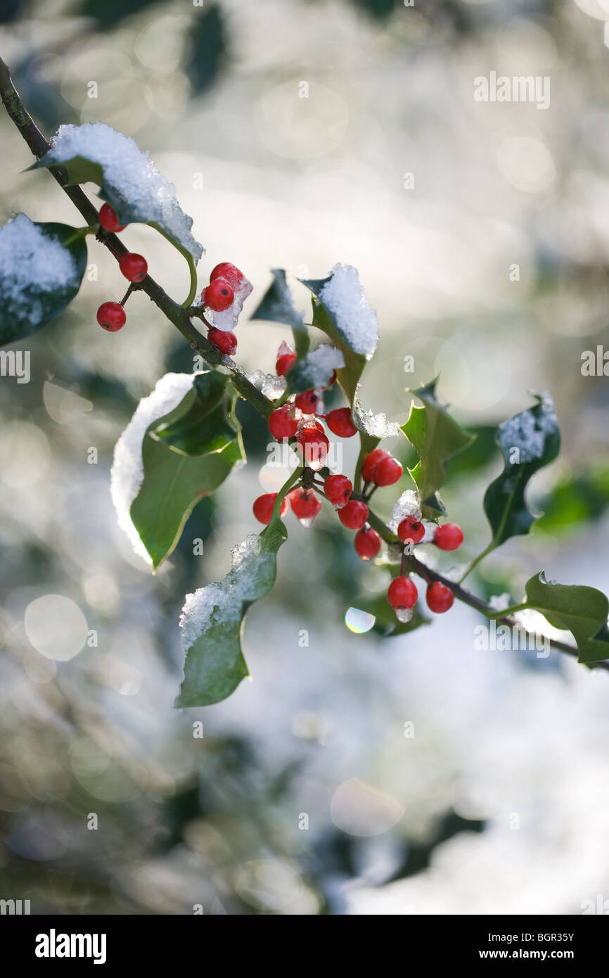 Winter berries snow hi-res stock photography and images - Alamy