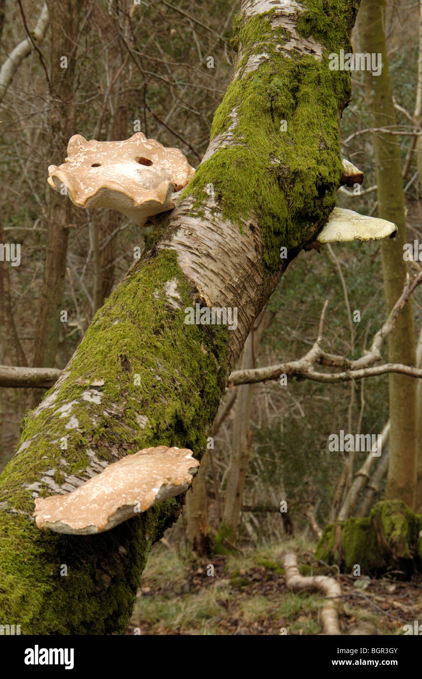 Piptoporus betulinus, razor strop fungus Stock Photo Alamy