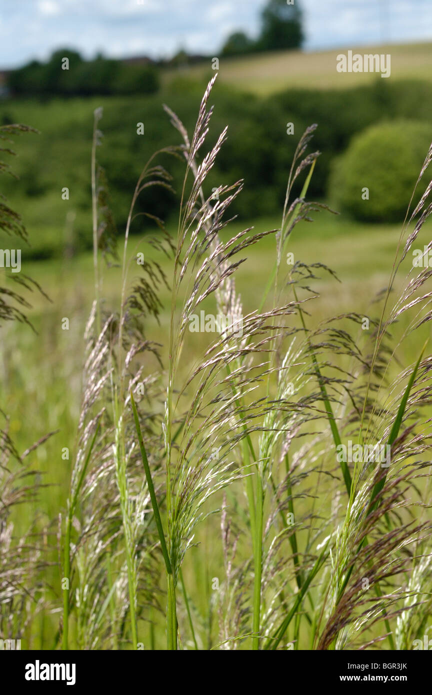 Tufted Hair-grass, 'deschampsia cespitosa' Stock Photo