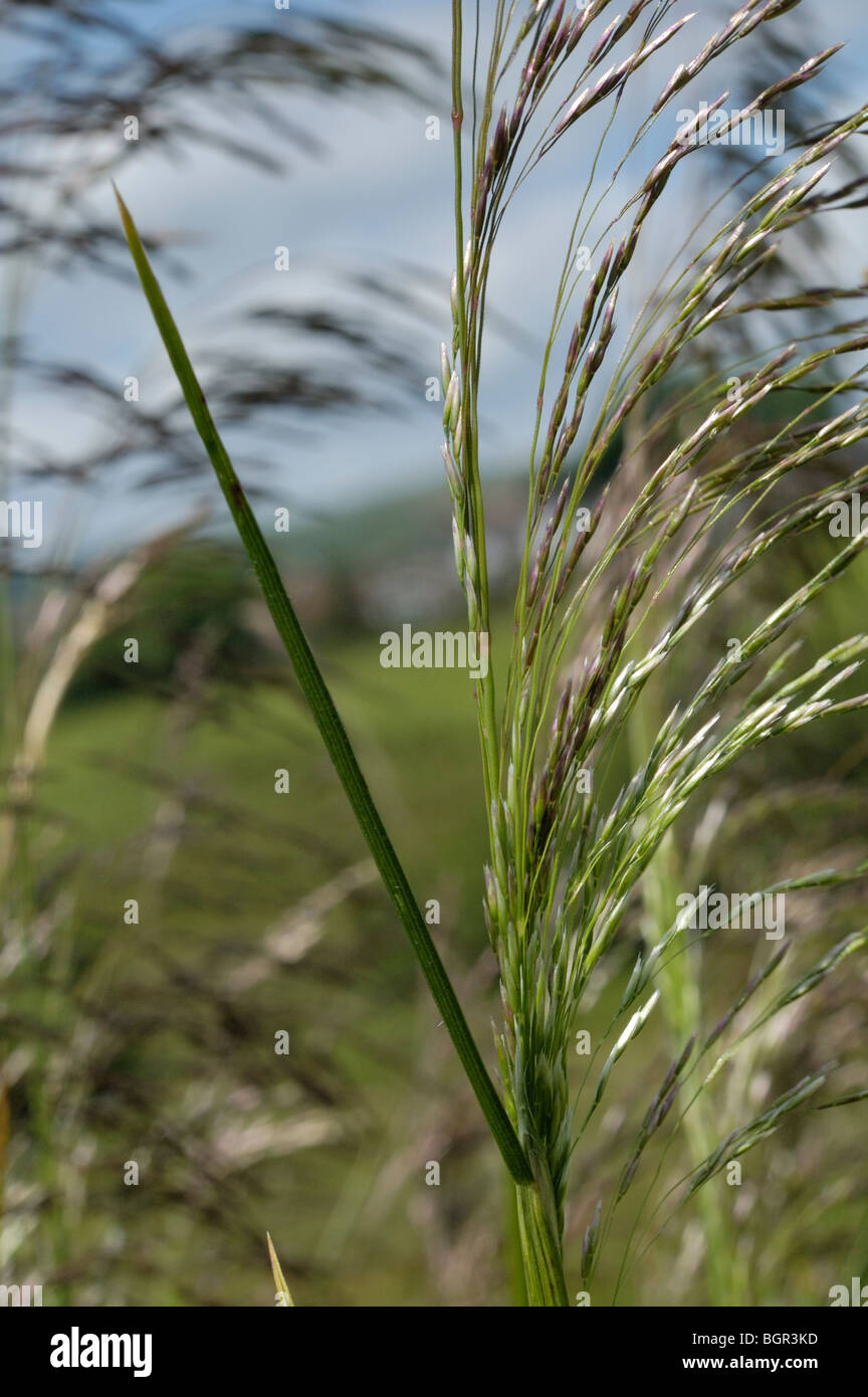 Tufted Hair-grass, deschampsia cespitosa Stock Photo