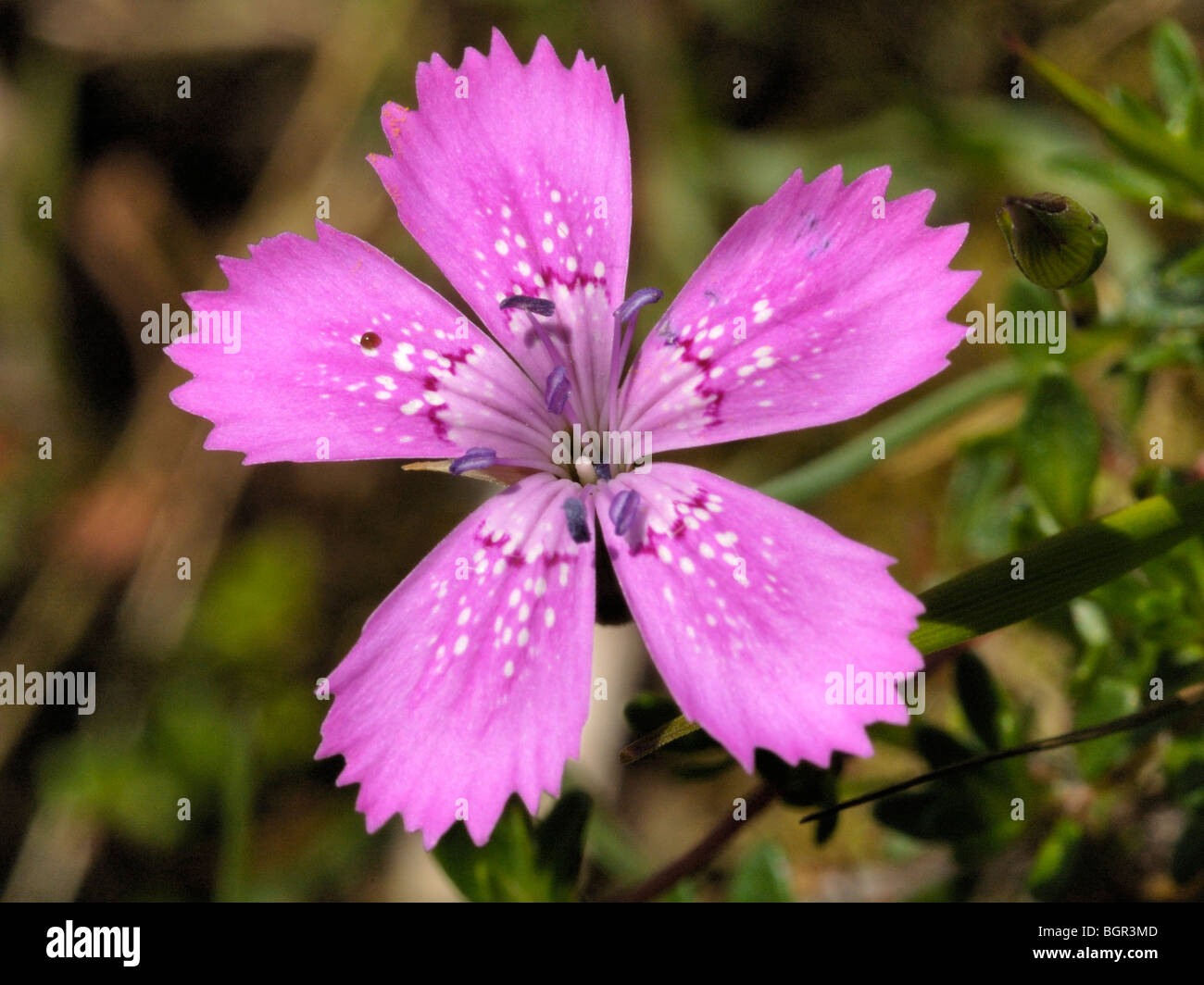 Maiden Pink, dianthus deltoides Stock Photo