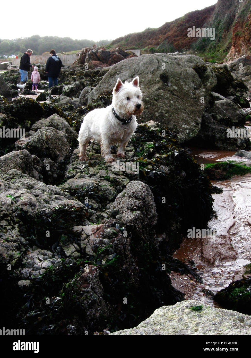 A little west highland terrier dog, looking alert on the rocks on a beach. Stock Photo