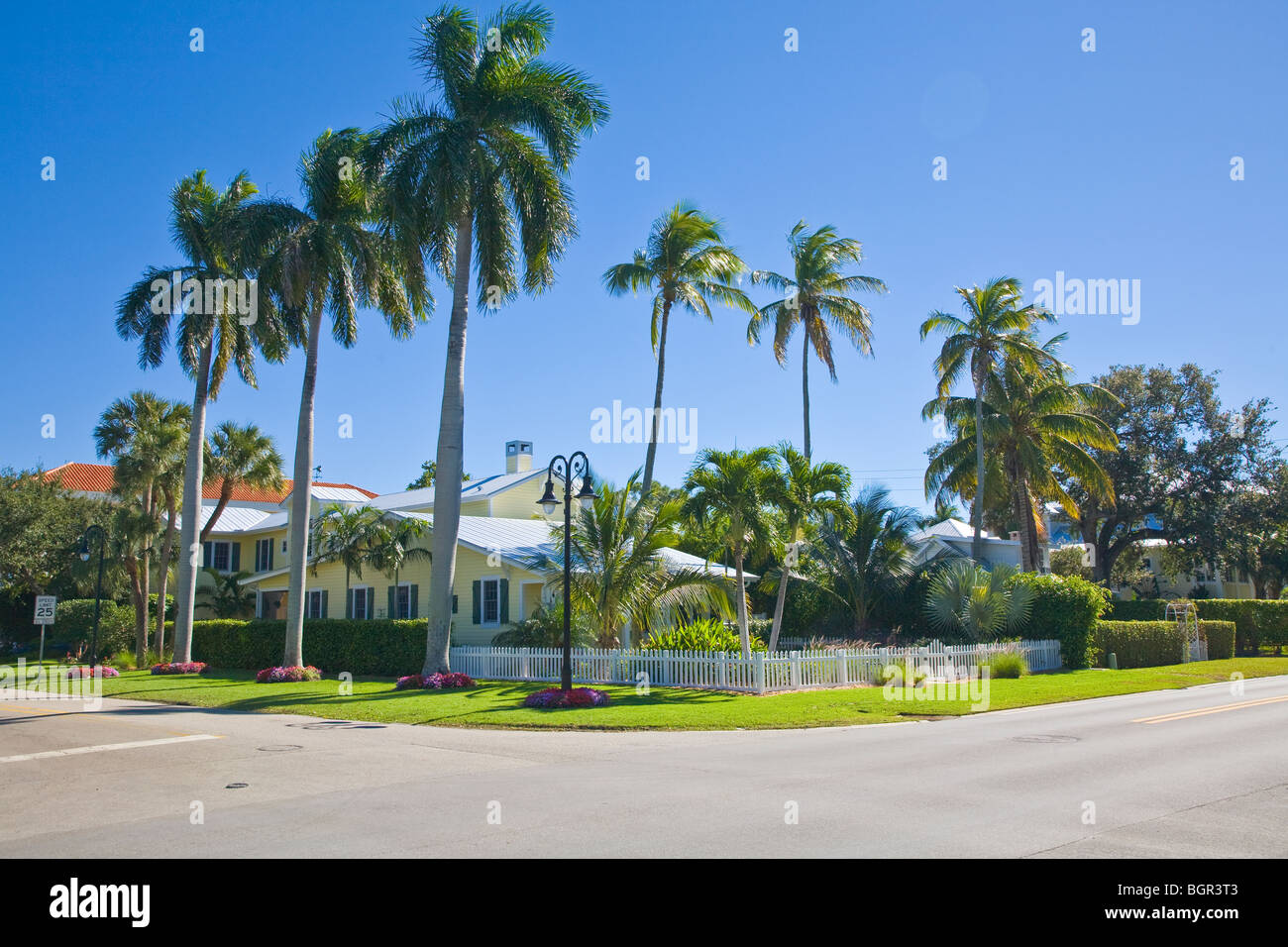 Palm trees in Naples Florida Stock Photo Alamy