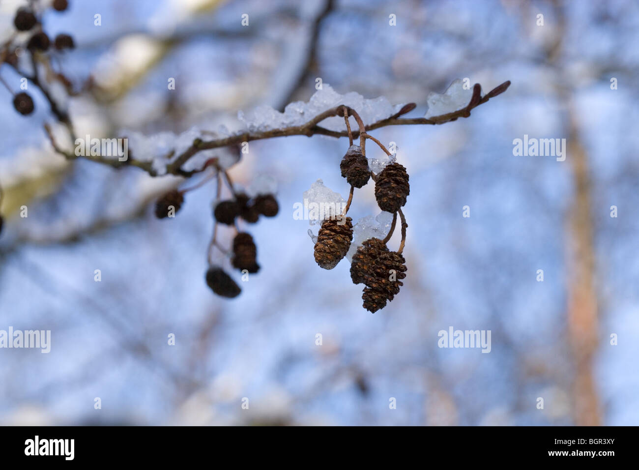 Alder Alnus glutinosa. Female catkins. Melting snow. Winter. Stock Photo