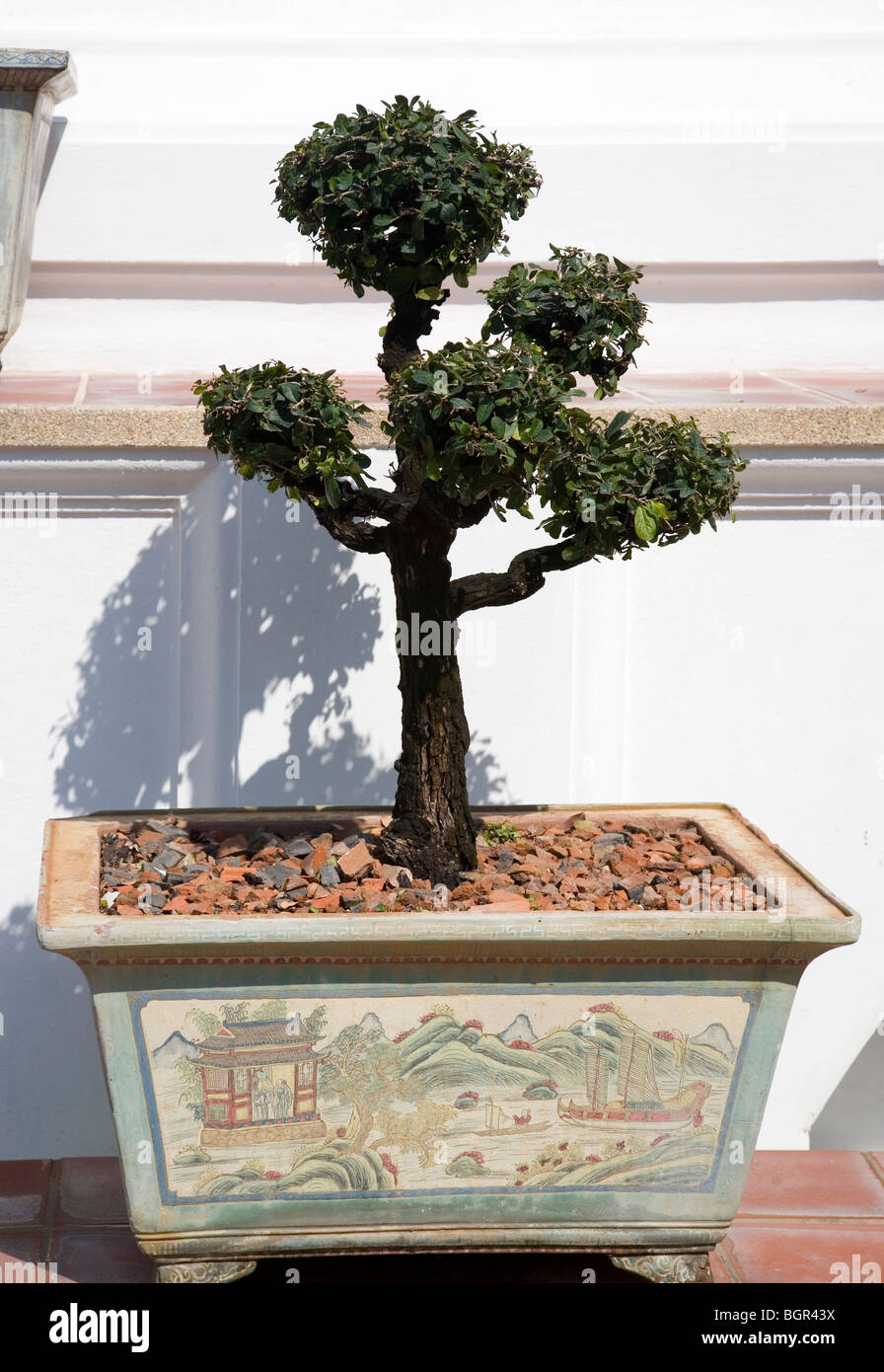 Bonsai stone hi-res stock photography and images - Page 12 - Alamy
