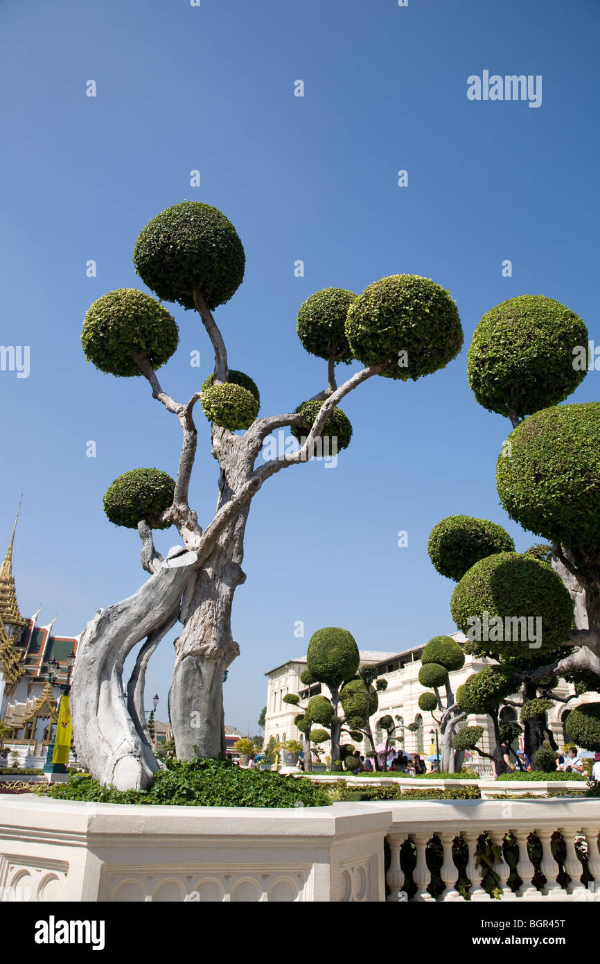 Grand Palace, The tooth Brush tree - Streblus Asper Lour Stock Photo