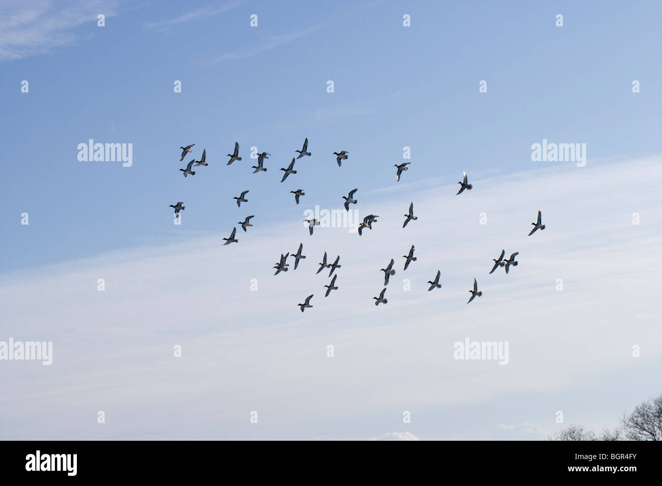 European Green-winged Teal (Anas crecca). 'Spring' of Teal in flight. Stock Photo