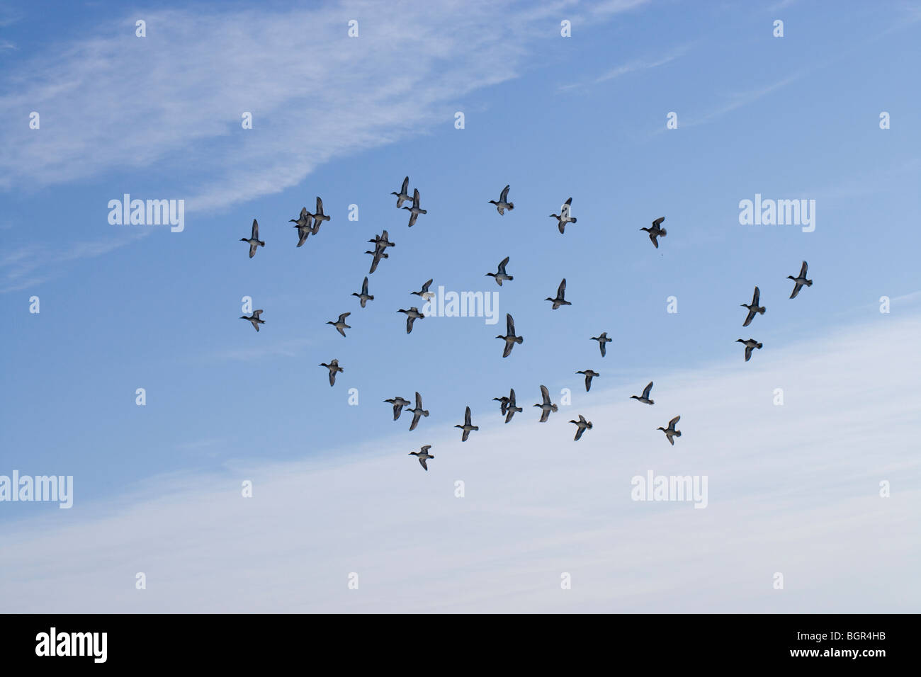 European Green-winged Teal (Anas crecca). 'Spring' of Teal in flight. Stock Photo
