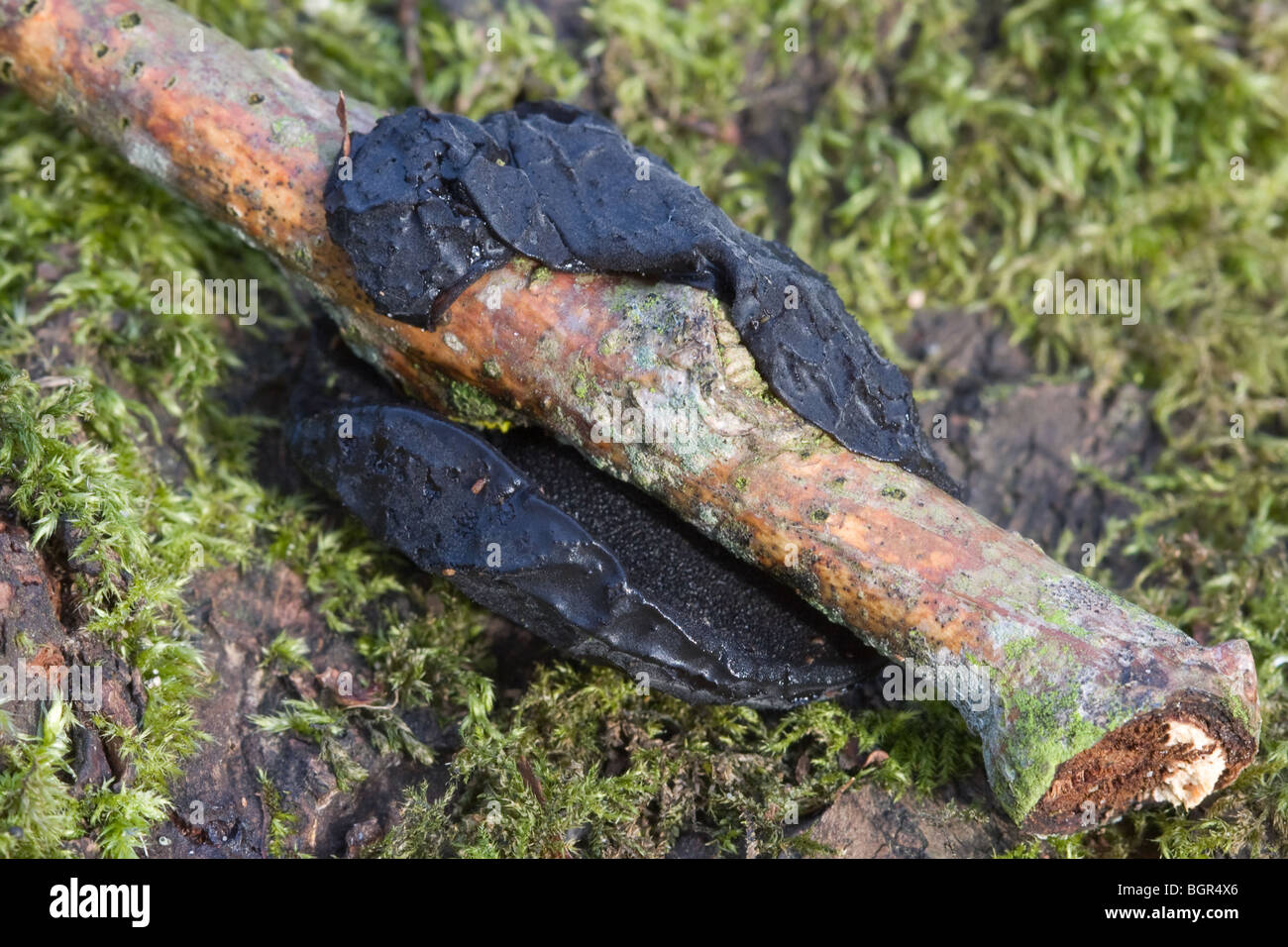 Witches' Butter fungi, exidia glandulosa, growing around a stick Stock Photo