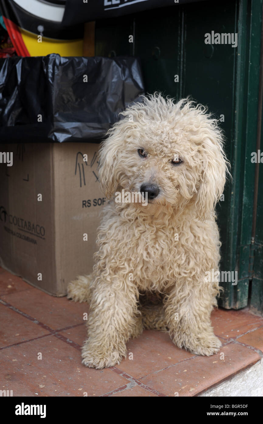 Curly haired dog hi-res stock photography and images - Alamy