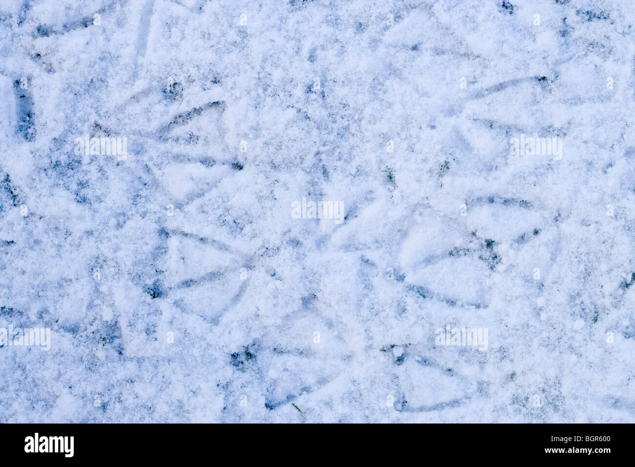 Mallard Duck (Anas platyrhynchos). Foot prints in snow. Winter. Norfolk. Stock Photo
