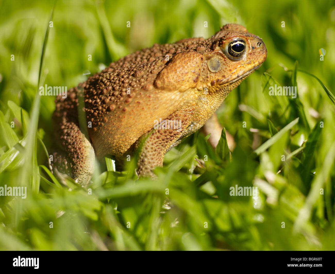 Close-up of cane toad Queensland Australia Stock Photo