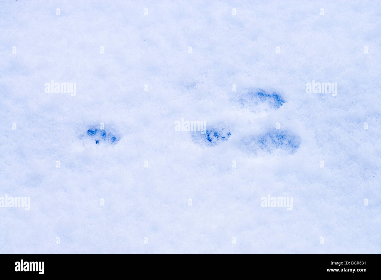 Rabbit (Oryctolagus cuniculus). Foot prints in soft melting snow. Forefoot prints on left; hind feet right- animal moving right. Stock Photo