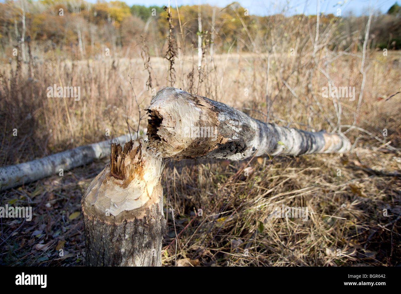 Poplar Tree High Resolution Stock Photography and Images Alamy