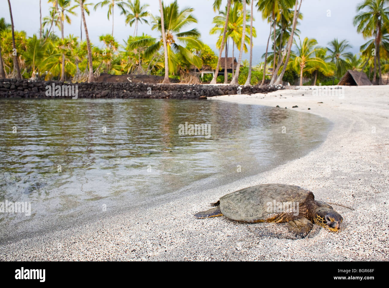A Sea Turtle rests on a beach in Hawaii Stock Photo