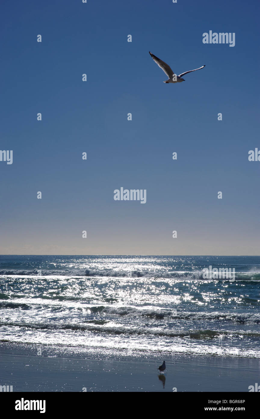Sparkling ocean with a clear blue sky and seagulls Stock Photo