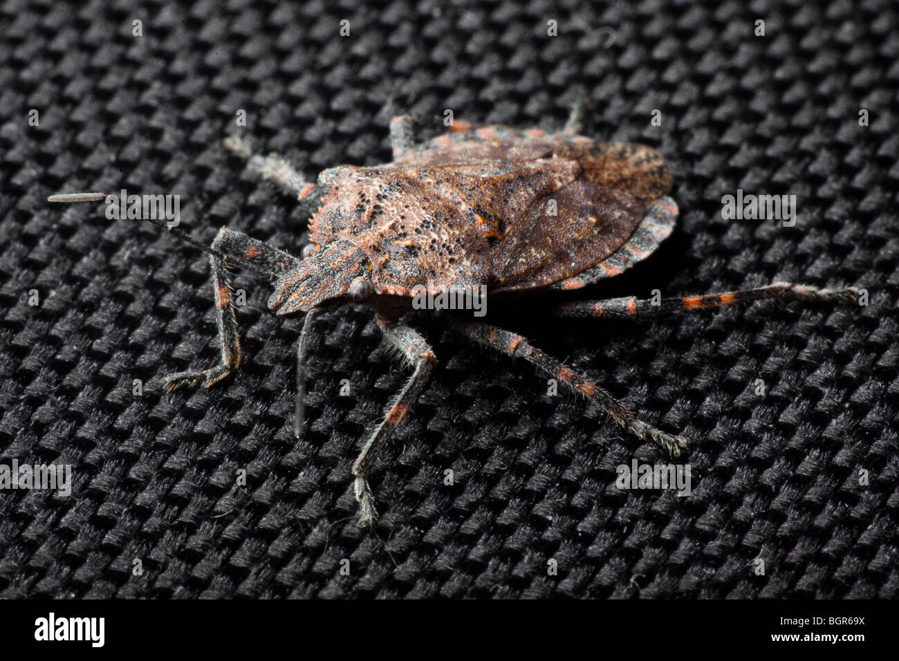 A closeup / macro image of a true bug with red markings on a black canvas surface Stock Photo