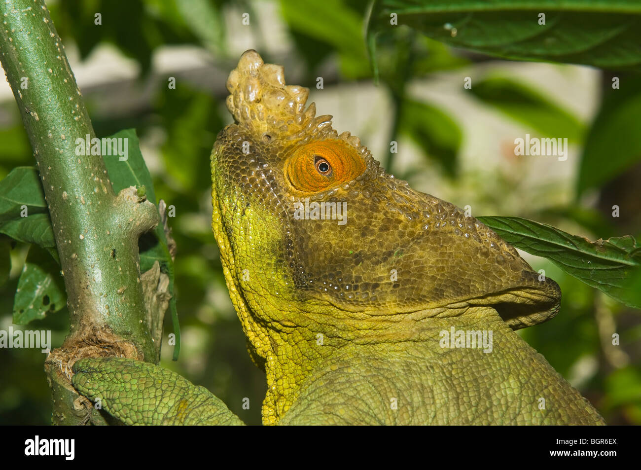 Parson's chameleon (Calumma parsonii), Madagascar Stock Photo