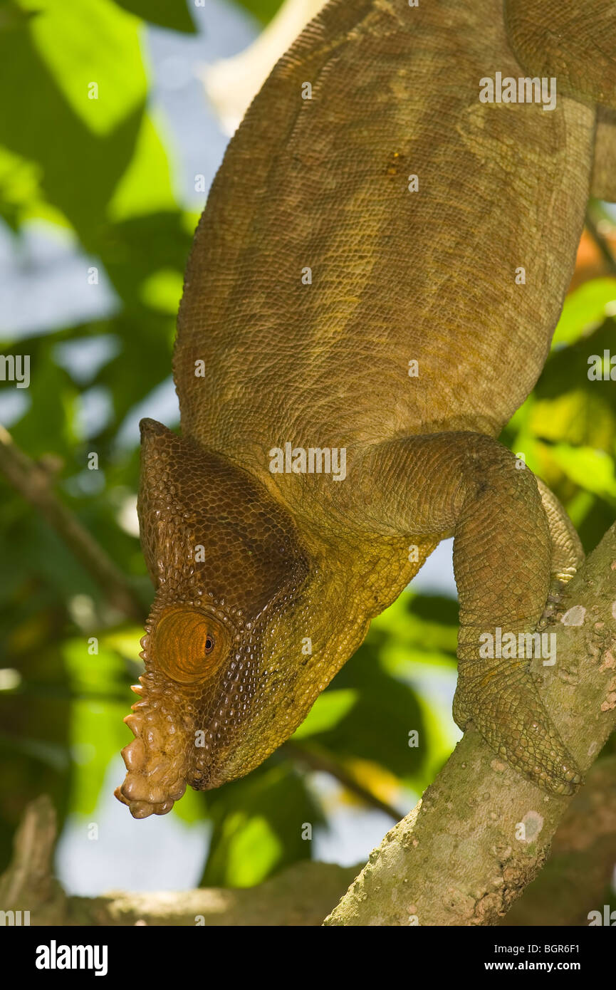 Parson's chameleon (Calumma parsonii), Madagascar Stock Photo