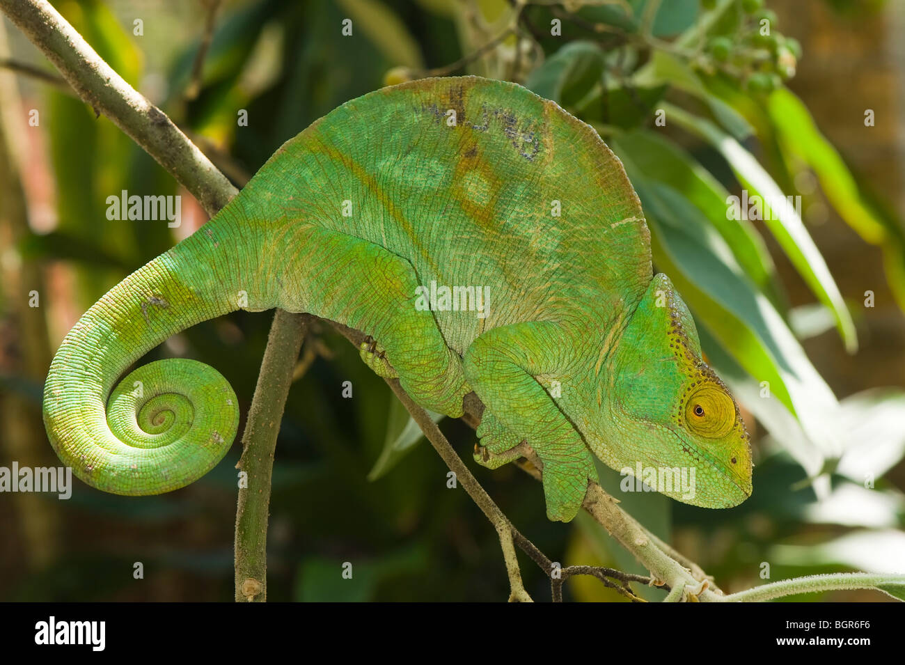 Parson's chameleon (Calumma parsonii), Madagascar Stock Photo