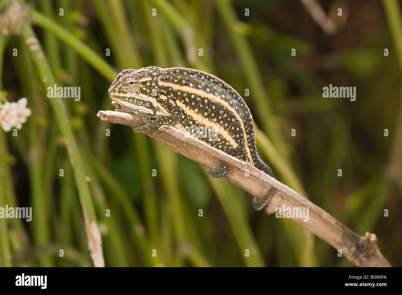 Furcifer campanii chameleon (Furcifer campanii), Madagascar Stock Photo