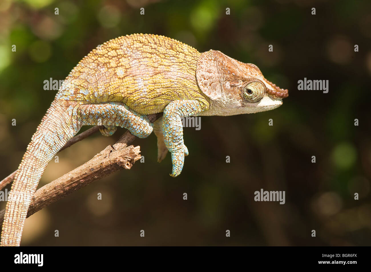 Elephant-eared Chameleon Chameleon (Calumma brevicornis), Madagascar Stock Photo